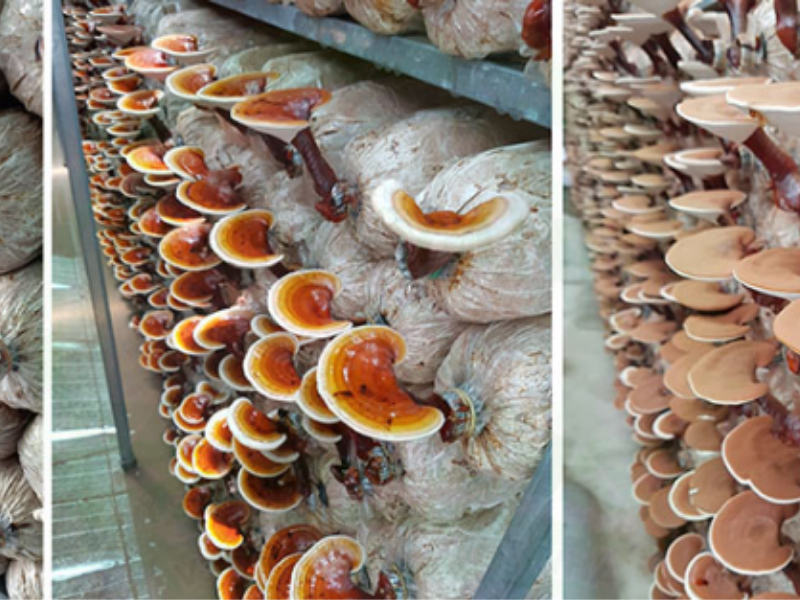 Trồng nấm linh chi bằng mùn cưa